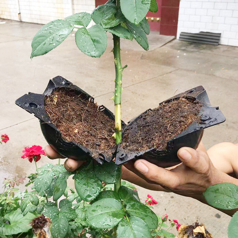 Seed Starter Tray - พืช Rooting Ball Propagation Rooting กล่องพืช