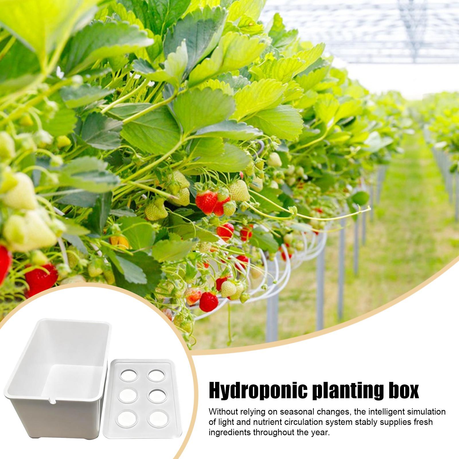 ชุดปลูกพืชไฮโดรโปนิกส์สำหรับผู - Hydroponic Kit บทวิจารณ์และราคา