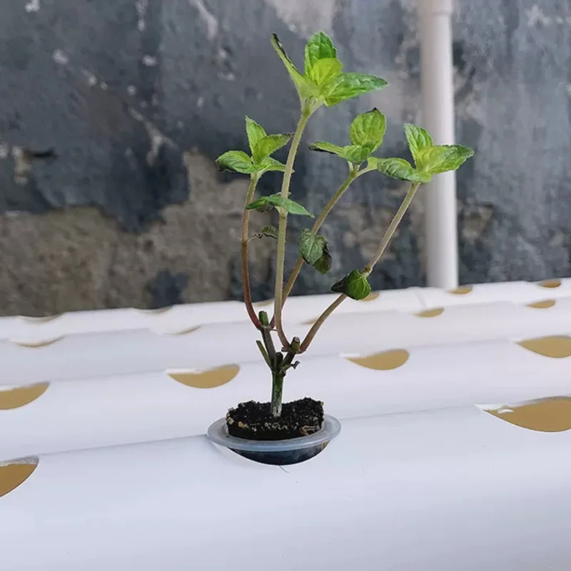 ชุดอุปกรณ์ระบบปลูกพืชไร้ดิน, ร - Hydroponic Kit บทวิจารณ์และราคา