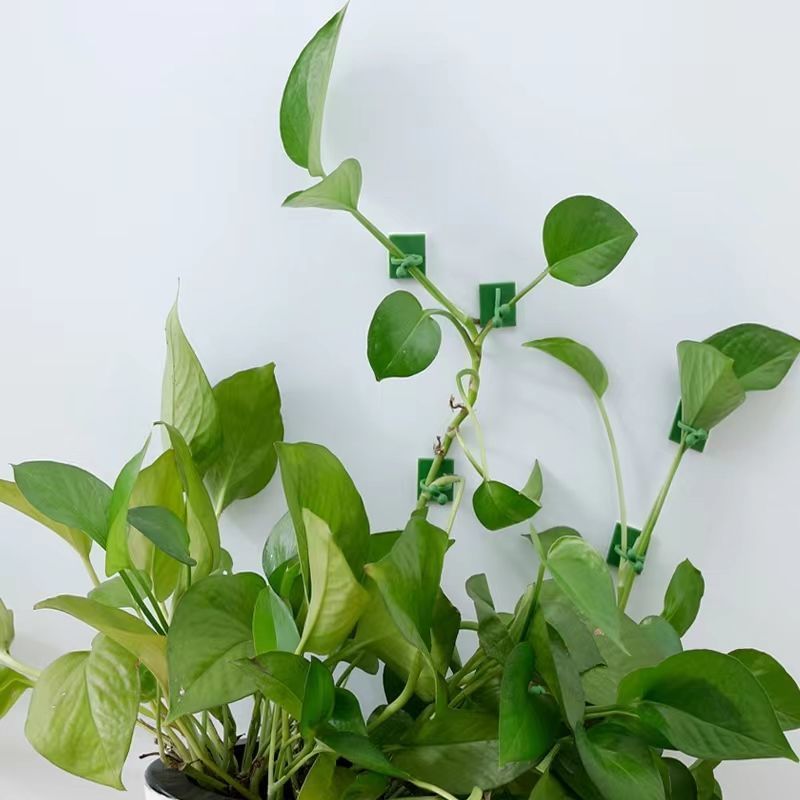 คลิปยึดต้นไม้แบบมีกาวในตัวสำหร - Indoor Herb Garden บทวิจารณ์และราคา