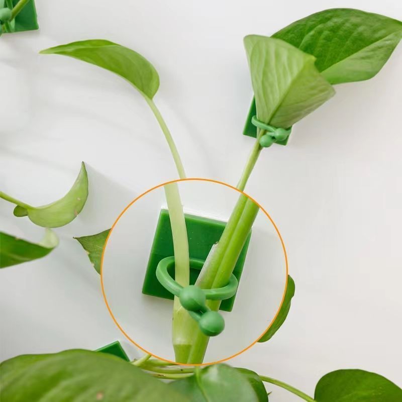 คลิปยึดต้นไม้แบบมีกาวในตัวสำหร - Indoor Herb Garden บทวิจารณ์และราคา