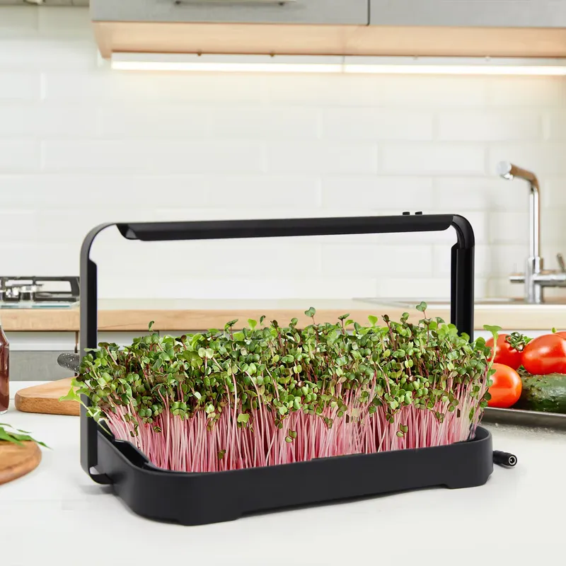 ถาดปลูกผักไฮโดรโพนิกสำหรับปลูก - Hydroponic Kit บทวิจารณ์และราคา